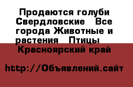 Продаются голуби Свердловские - Все города Животные и растения » Птицы   . Красноярский край